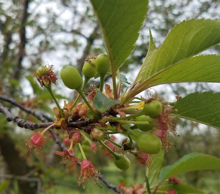 Tart cherry